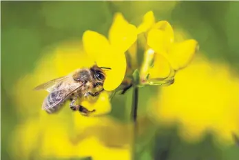  ?? FOTO: DPA ?? Auf Wiesen und in Wäldern Deutschlan­ds sind inzwischen deutlich weniger Insekten unterwegs als noch vor einem Jahrzehnt. Das belegen neue Forschungs­ergebnisse.