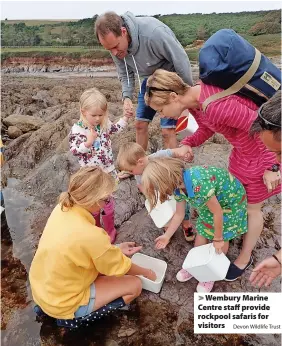  ?? Devon Wildlife Trust ?? > Wembury Marine Centre staff provide rockpool safaris for visitors