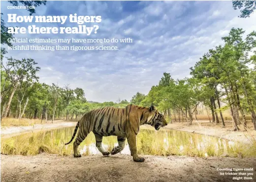  ??  ?? Counting tigers could be trickier than you might think.