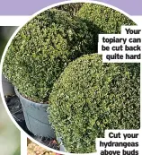  ?? ?? Your topiary can be cut back quite hard