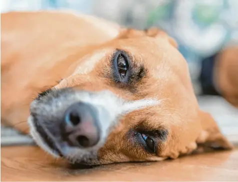  ??  ?? Foto: Robert Günther, dpa Oft wirken kranke Hunde träge. Bei einer Futtermitt­elallergie ist das ähnlich. Dadurch besteht auch die Gefahr einer Entzündung der Haut oder gar einer Infektion. Mit einer speziellen Diät kann der Mensch dem Tier wieder auf die Beine helfen.