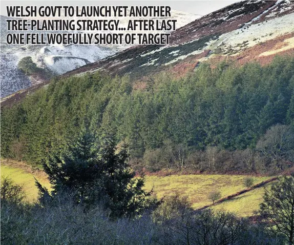  ??  ?? The Welsh Government is hoping to step up woodland creation to 5,000 ha/year – last year’s total was 290ha