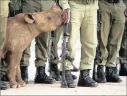  ??  ?? TINY GIANT: Black rhino calf, Zimbabwe (Hillary O’Leary).