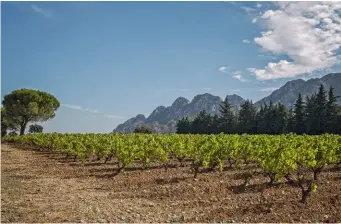  ??  ?? Le domaine du château Romanin comprend 250 hectares, dont 58 hectares de vignes et près de sept hectares d’oliviers et d’amandiers.