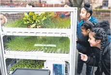  ?? ?? The Dandelion festival cubes are coming to schools.