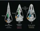  ?? Photograph: Dr Juan Benito and Daniel Field, University of Cambridge ?? Palate of Janavis finalidens compared with that of a pheasant and an ostrich.