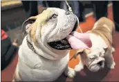  ?? THE ASSOCIATED PRESS ?? A bulldog named Munch, left, and a puppy named Dominique attend a news conference in New York.