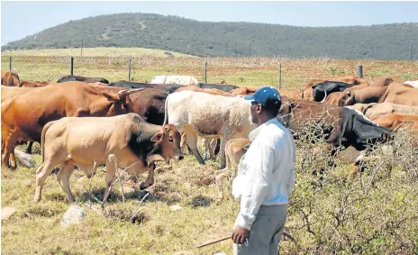  ?? Picture: SAM MAJELA ?? UNFERTILE STATE: A study reveals that state aid not getting to black farmers, shows corruption is a hurdle for access to limited available funds