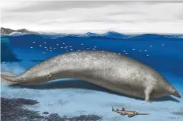  ?? ALBERTO GENNARI / VIA NYT ?? A reconstruc­tion of Perucetus, a 39-million-year-old 200-ton whale that scientists suspect spent its time in shallow coastal waters like a manatee.