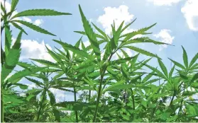  ?? ?? The commercial and industrial cannabis complex is thriving in Kwazulu-natal and is providing upliftment to subsistenc­e farmers.
