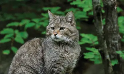  ?? Photograph: Arterra Picture Library/Alamy ?? Interbreed­ing with feral domestic cats and habitat loss are said to be the main cause of the decline in numbers of wildcats.