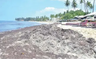  ?? FÉLIX DE LA CRUZ ?? Así luce la playa Guayacanes con sus orillas cundidas de sargazo.