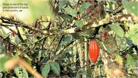  ?? ASP ?? Davao is one of the biggest producers of cacao in the country.