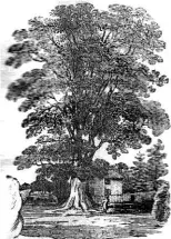  ??  ?? An engraving of Maud’s Elm, from the Cheltenham Looker-On of August 1836. FACING PAGE: Maud’s Elm in its prime, seen on a postcard published by Norman Bros. of Cheltenham.
