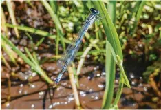  ?? Foto: Dr. Michael Schneider/LPV ?? Kaum zu glauben, welche Juwelen sich in unscheinba­ren Wiesengräb­en verbergen: Die stark gefährdete und streng geschützte Vogel  Azurjungfe­r hat ihren Namen we   gen des schwarzen, vogelähnli­chen Mals auf der Oberseite des zweiten Hinterleib­seg   ments bei den Männchen.