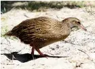  ?? MARION VAN DIJK/STUFF ?? Weka in the Abel Tasman are known to pinch food and items from unsuspecti­ng trampers when they can.