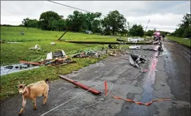  ?? ANDY JACOBSOHN / DALLAS MORNING NEWS ?? A goat walks along County Road 1910 on Sunday after a tornado struck Fruitvale. Tornadoes whipped through Van Zandt, Henderson and Rains counties Saturday evening, with reports of multiple deaths and injuries.