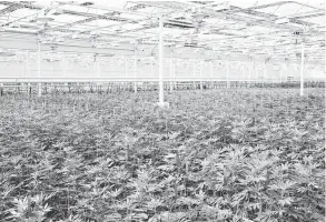  ?? HANDOUT — APHRIA / THE CANADIAN PRESS ?? Marijuana plants are shown in an Aphria facility. Verano Holdings LLC has a connection to Andy Defrancesc­o, the private equity investor formerly associated with Aphria.