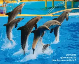  ??  ?? Dernières génération­s de dauphins en captivité ?