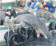  ??  ?? CAUGHT IN THE ACT: A whale shark is laid on one side of a fishing trawler in Phuket on Friday. A diving boat came across the incident and caught the fishing boat in action.
