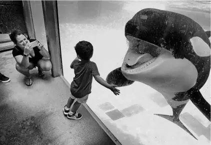  ?? JOE BURBANK/ORLANDO SENTINEL ?? Visiting from Greenwich, NY, mom Carolina Ravanelli snaps a photo of her son, 2-year-old Luca, with a curious killer whale Sept. 4 during SeaWorld Orlando’s Killer Whale Up-Close Tour.