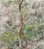  ??  ?? A roe deer will rub its antlers on a sapling to remove the velvet