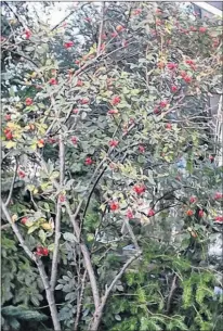  ?? SHIRLEY ROONEY PHOTO ?? Rosa Glauca, like this one in Shirley Rooney’s garden, is easy going. It blooms early and has showy red hips in the fall and winter.