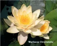 ??  ?? ‘Marliacea Chromatell­a’.