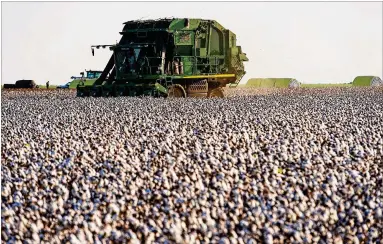  ?? EDDIE SEAL/BLOOMBERG NEWS ?? A cotton picker harvests crops. The most common violations in the cotton production industry reportedly include failure to pay proper overtime and failure to “ensure housing safety and health.”