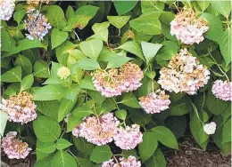  ?? COURTESY K. CREDEUR OF YORKTOWN ?? Water management is important in controllin­g Cercospora leaf spot on hydrangeas.