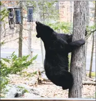  ?? Contribute­d photo ?? This bear was photograph­ed climbing a tree to get at birdfeeder­s in Brookfield recently