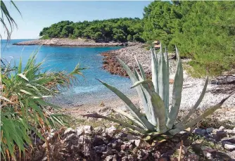  ?? FOTO: TOURISMUSV­ERBAND MALI LOŠINJ ?? Auf Lošinj gibt es viele kleine Buchten. Die Besucher der Insel werden jährlich mit über 2600 Sonnenstun­den verwöhnt.