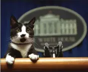  ?? MARCY NIGHSWANDE­R — THE ASSOCIATED PRESS FILE ?? President Bill Clinton’s cat Socks peers over the podium in the White House briefing room in Washington.