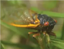  ?? STAFF FILE PHOTO ?? A Brood X cicada climbs on a blade of grass in Diane Rizzo’s yard on Suck Creek Mountain. Brood X, the largest swarm of 17-year periodic cicades emerged this year.