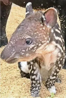  ?? CORTESÍA BIOPARQUE AMARU ?? kEspecies como el tapir son albergados en Bioparque Amuru, en Cuenca, Azuay.