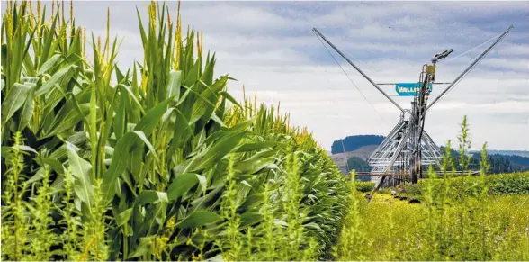  ?? Photo / Paul Taylor ?? While Hawke’s Bay landscapes are usually dry and brown, Federated Farmers president Jim Galloway says the region has never been so green.