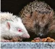  ?? Foto: dpa ?? Albino Igel haben eine andere Farbe als normale Igel. Woran das liegt, erfährst du hier auf Capito.