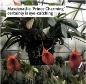  ??  ?? Masdevalli­a ‘Prince Charming’ certainly is eye-catching