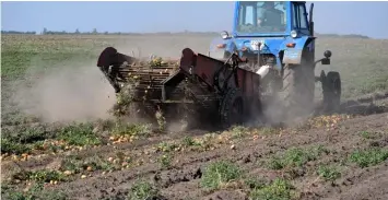  ?? Adobe Stock ?? BELOW: The consumptio­n of potatoes in South Africa has shown a steady increase in recent years.