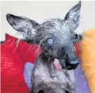  ??  ?? ‘World’s third ugliest dog’, Chase