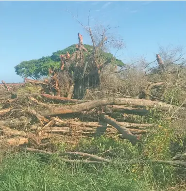  ?? Photo: Maraia Vula. ?? The Baka trees along Navua Highway were cut down by Grace Road. A prohibitio­n notice has been issued to them.