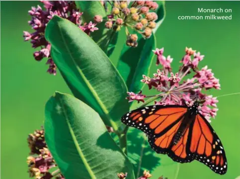  ??  ?? Monarch on common milkweed