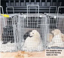  ??  ?? Six puppies were removed during raids on two