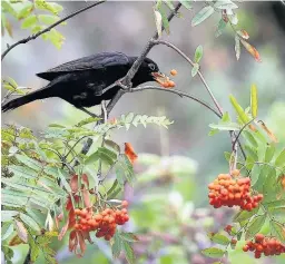  ??  ?? Good luck spirits Rowan trees have been said to be good for warding off evil