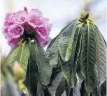  ?? GERARD O’BRIEN ?? Rhododendr­on magnificum