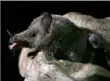  ?? Marco Ugarte/Associated Press ?? A Mexican long-tongued bat is examined by biologist Rodrigo Medellin in Mexico City.