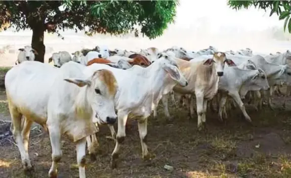  ??  ?? Ang mga baka sa NW Farm sa Palauig, Zambales.