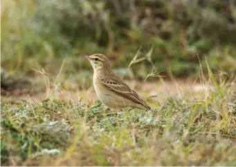  ?? ?? FOUR: Tawny Pipit (Mandria, Cyprus, 21 March 2013). Tawny Pipit can also, as here, adopt a rather Richard’s Pipit-like pose, but it is generally a little more similar to a wagtail in its structure and posture. Most striking here is the bird’s plumage – a distinctiv­e pale sandy hue reminiscen­t of Greater Short-toed Lark, with an ‘intense’ face pattern created by a clear dark loral line and eyestripe, barely marked upperparts and underparts, with just a scattering of fine streaking at the breast sides, and a reasonably obvious dark ‘bar’ across the upper part of the closed wing formed by dark centres to the median coverts.