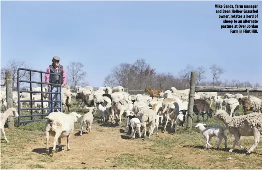  ?? PHOTOS BY PAULA COMBS/PIEDMONT ENVIRONMEN­TAL COUNCIL ?? Mike Sands, farm manager and Bean Hollow Grassfed owner, rotates a herd of sheep to an alternate pasture at Over Jordan Farm in Flint Hill.