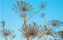  ?? NZ GARDENER ?? Dill seed heads are pretty and useful. Below: Pop a clear plastic bag over pots of cuttings to raise humidity. Hydrangeas strike roots within 6-8 weeks.